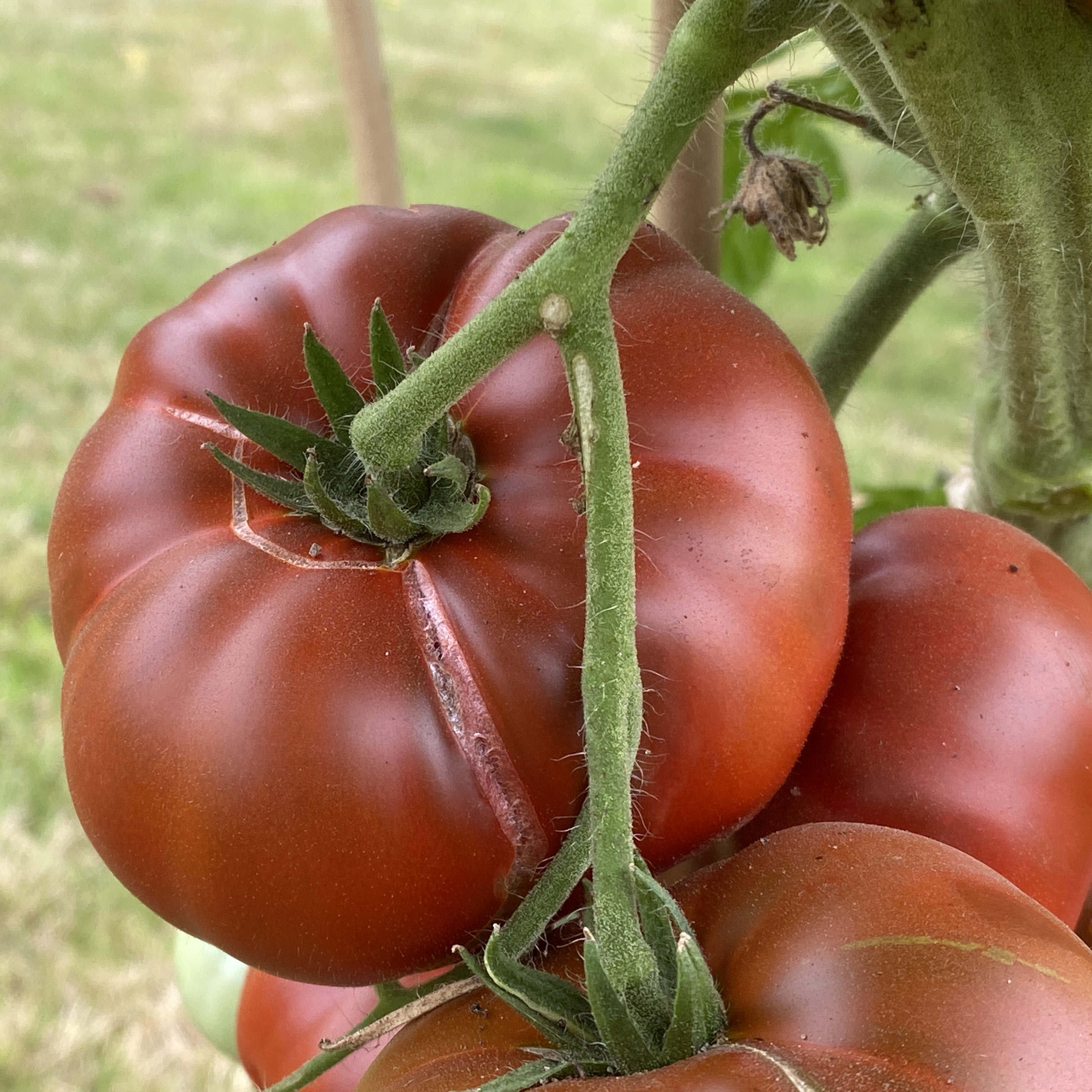Tomatensaatgut Tasmanian Chocolate