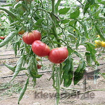 Rot und Pinke Tomatenfurcht mit gutem Geschmack