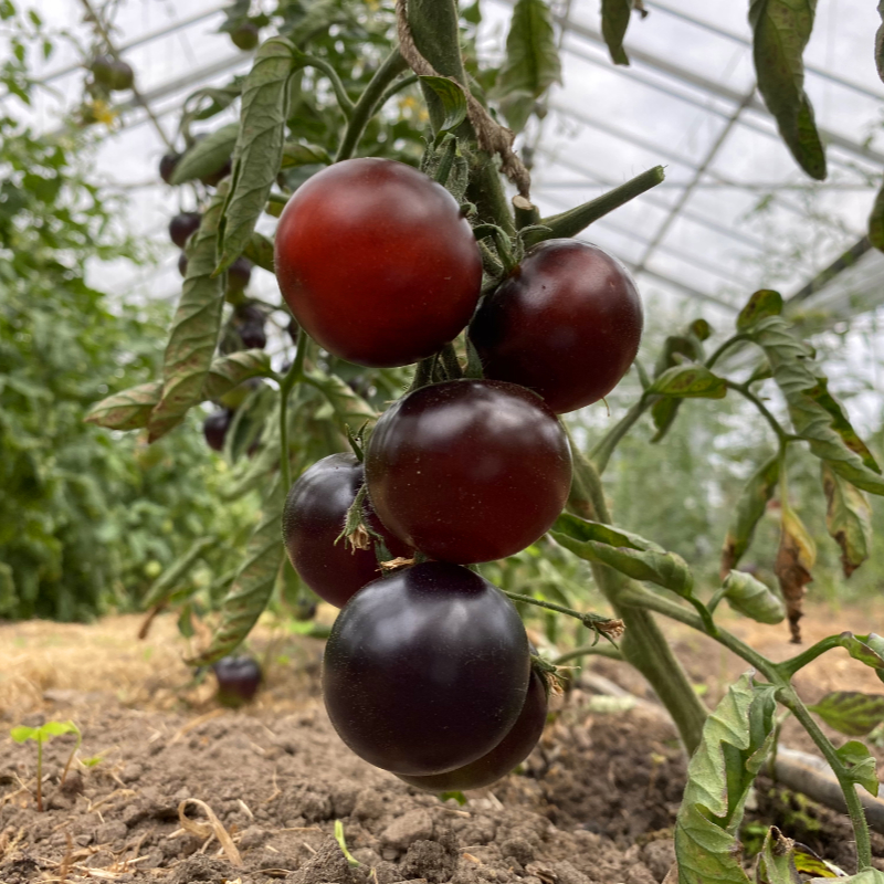 Blau Rote Tomatenrarität