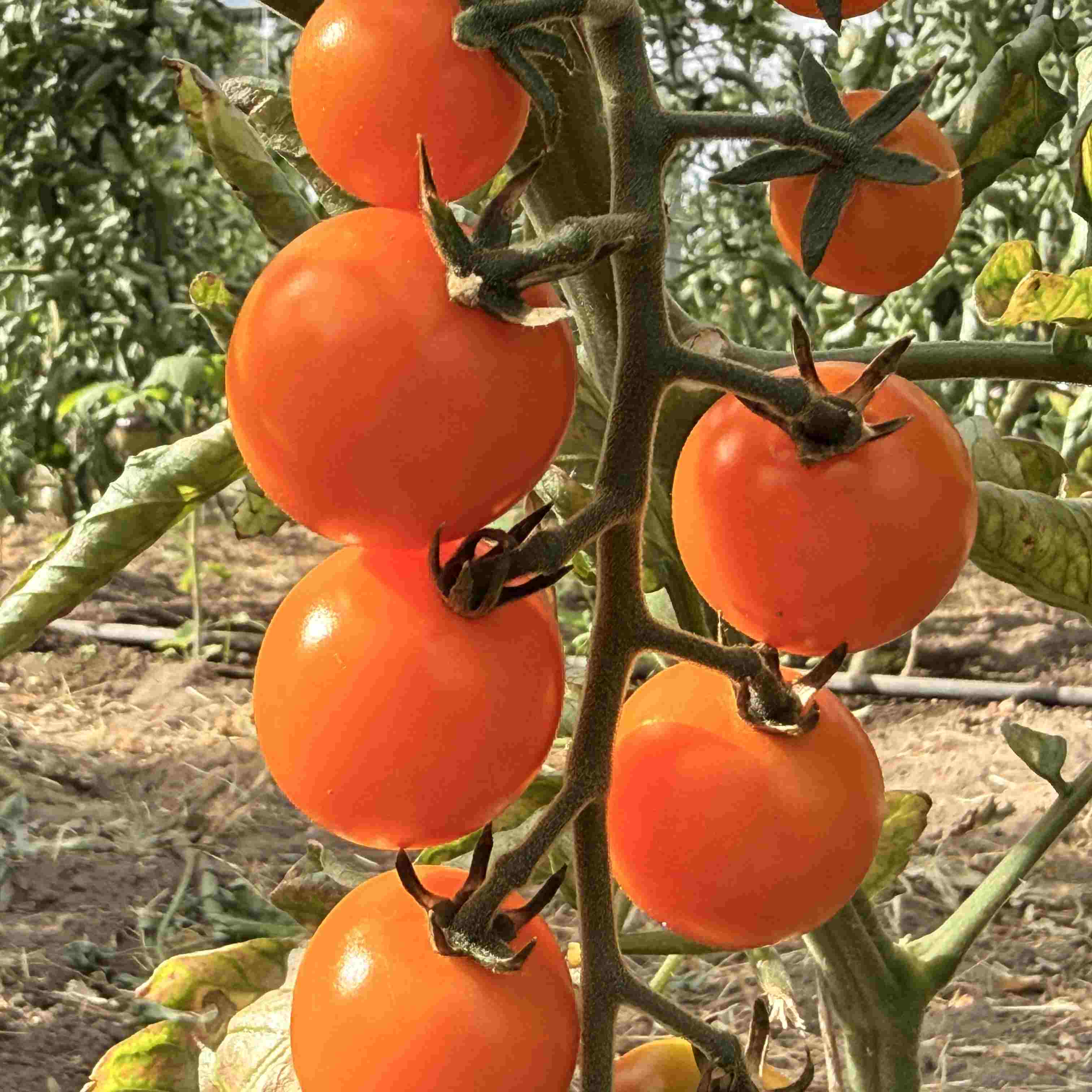 Tomatensaatgut Lillit