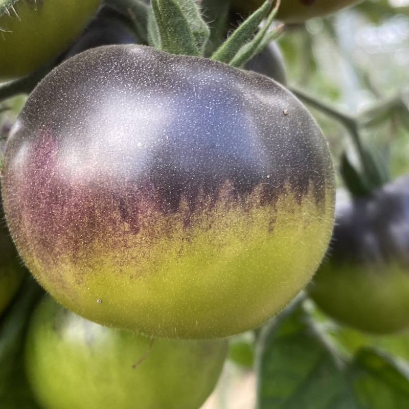 Grüne und Blaue Demeter Tomatenfrucht