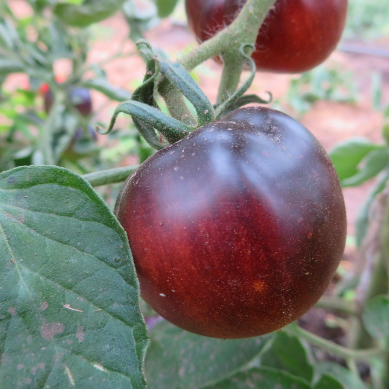 Rot/Violette Tomatenfrucht
