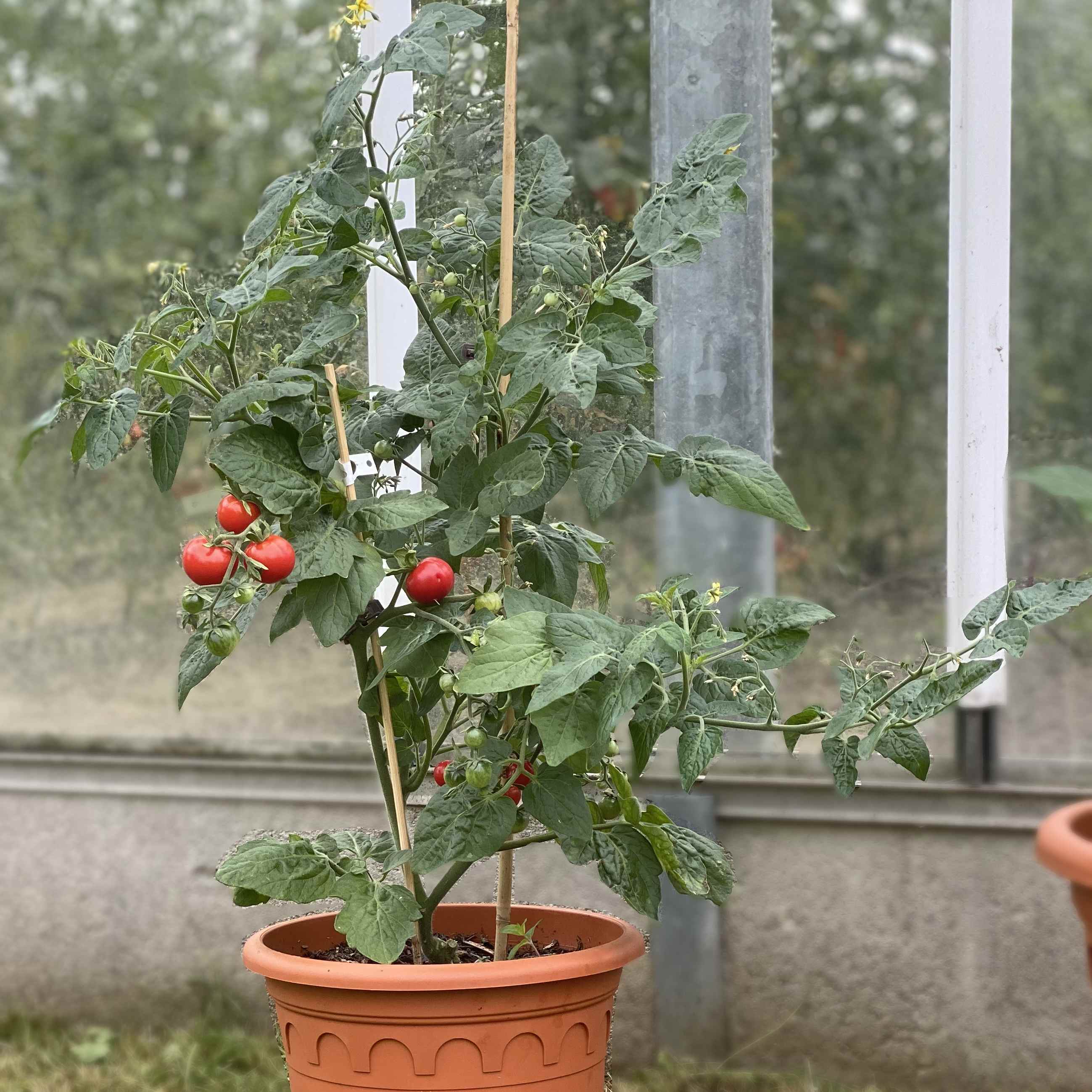 Tomatensaatgut Tiny Tim