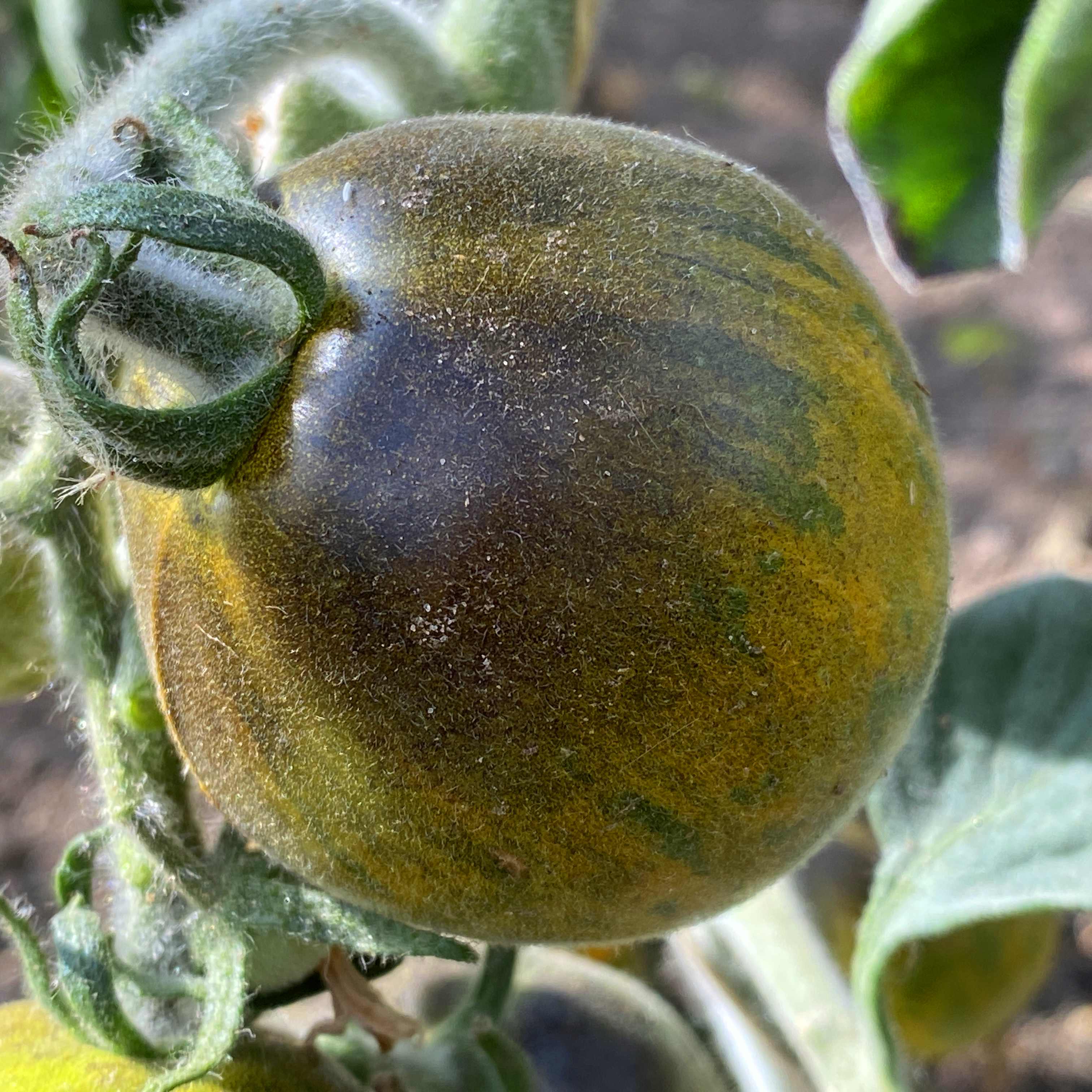 Tomatensaatgut Woolly Green Zebra