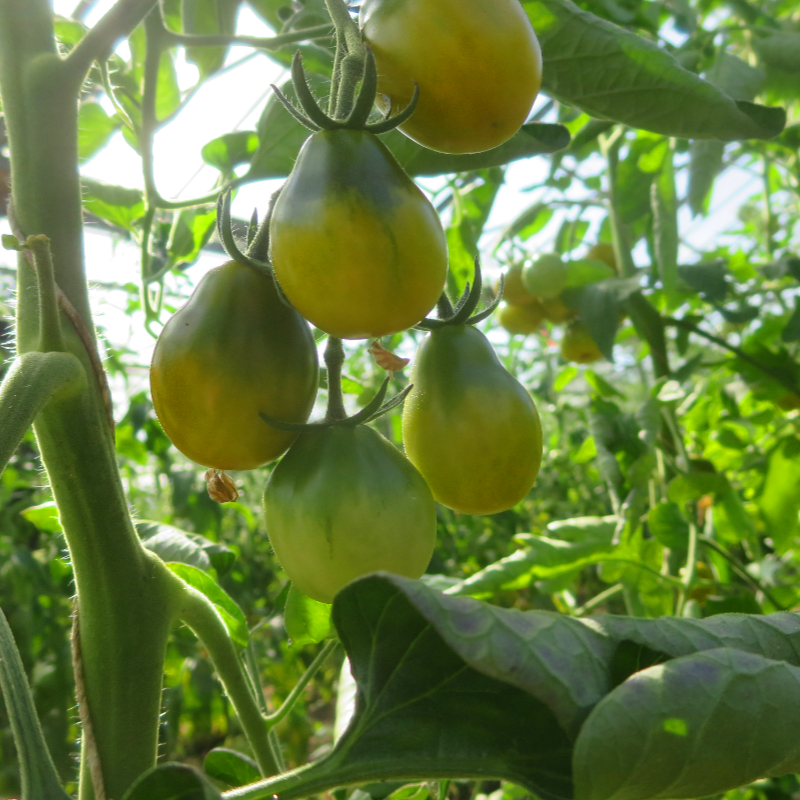 Grün/Gelber Bio Tomatenstrauch