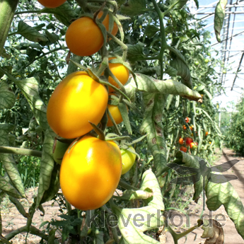 Gelbe Bio Tomatenfrüchte