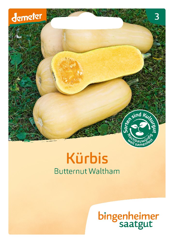 Saatgut Kürbis Butternut Waltham -B-