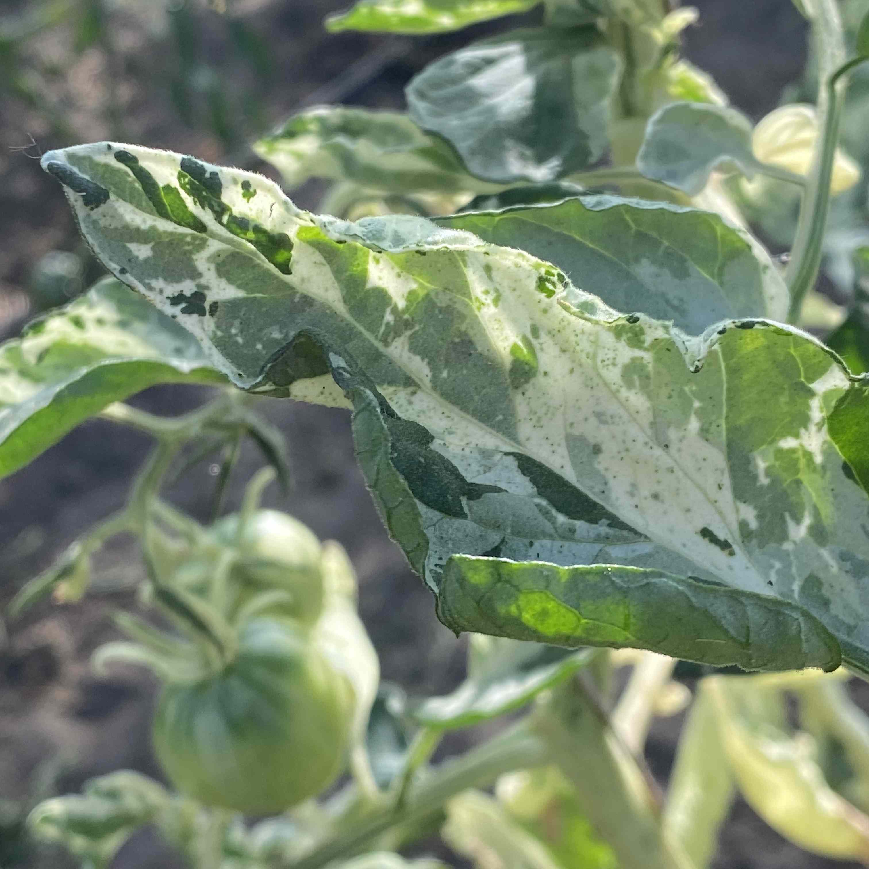 Tomatensaatgut Variegated