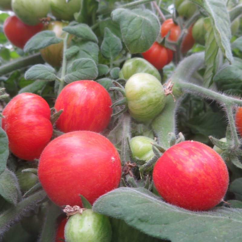 Rot gestreifte Demeter Tomate