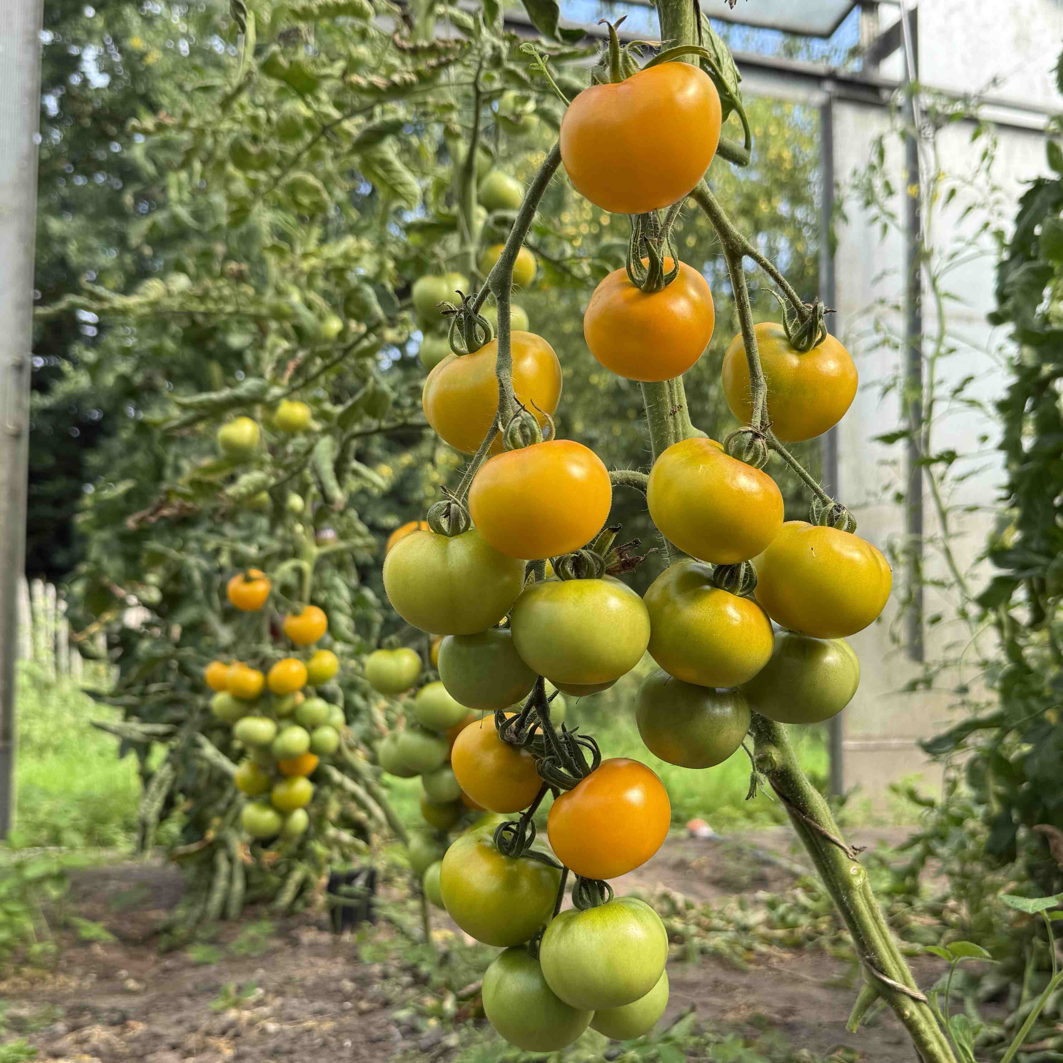 Tomatensaatgut Gelbe von Thun