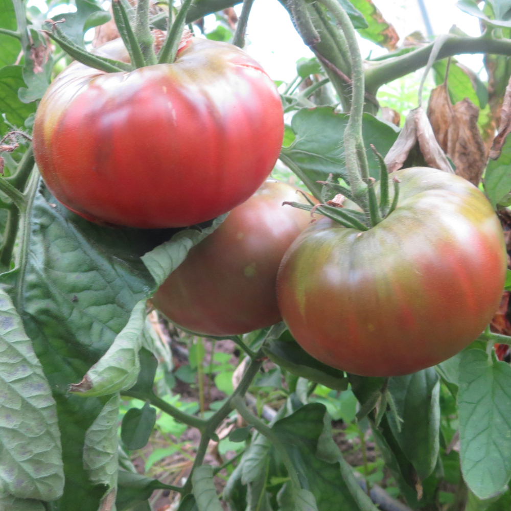 Braune Tomatensorte