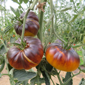 Orange/Blaue Demter Tomatenrarität