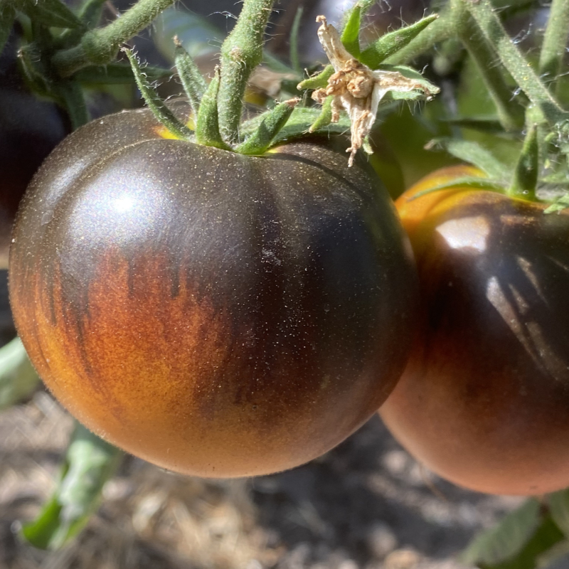 Orange Tomatenrarität mit blauem Kopf