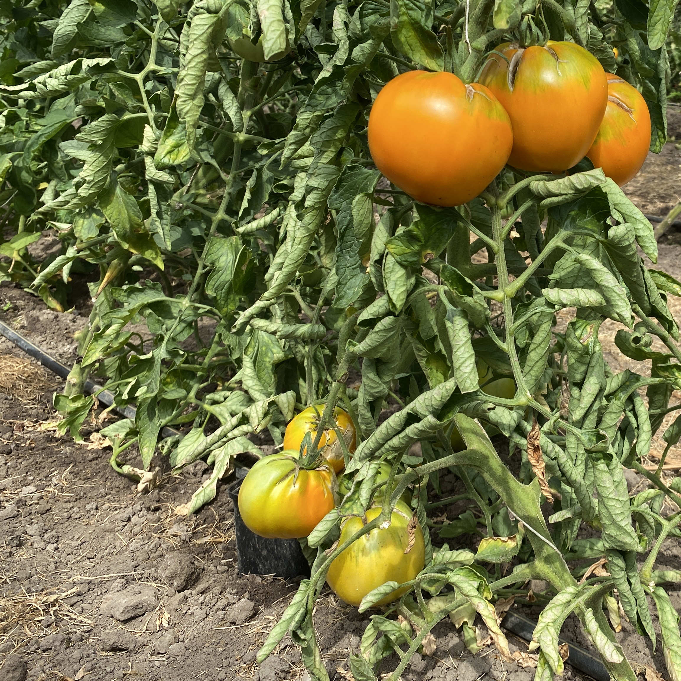 Tomatensaatgut Mauritzer Sonne