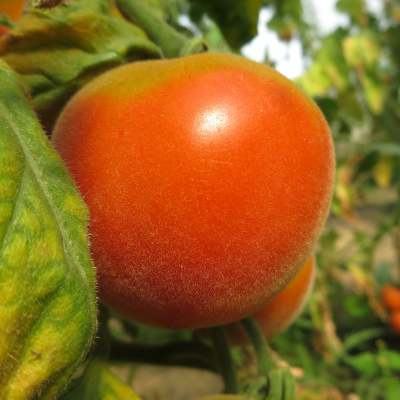 Rote und Orange Paradeiser