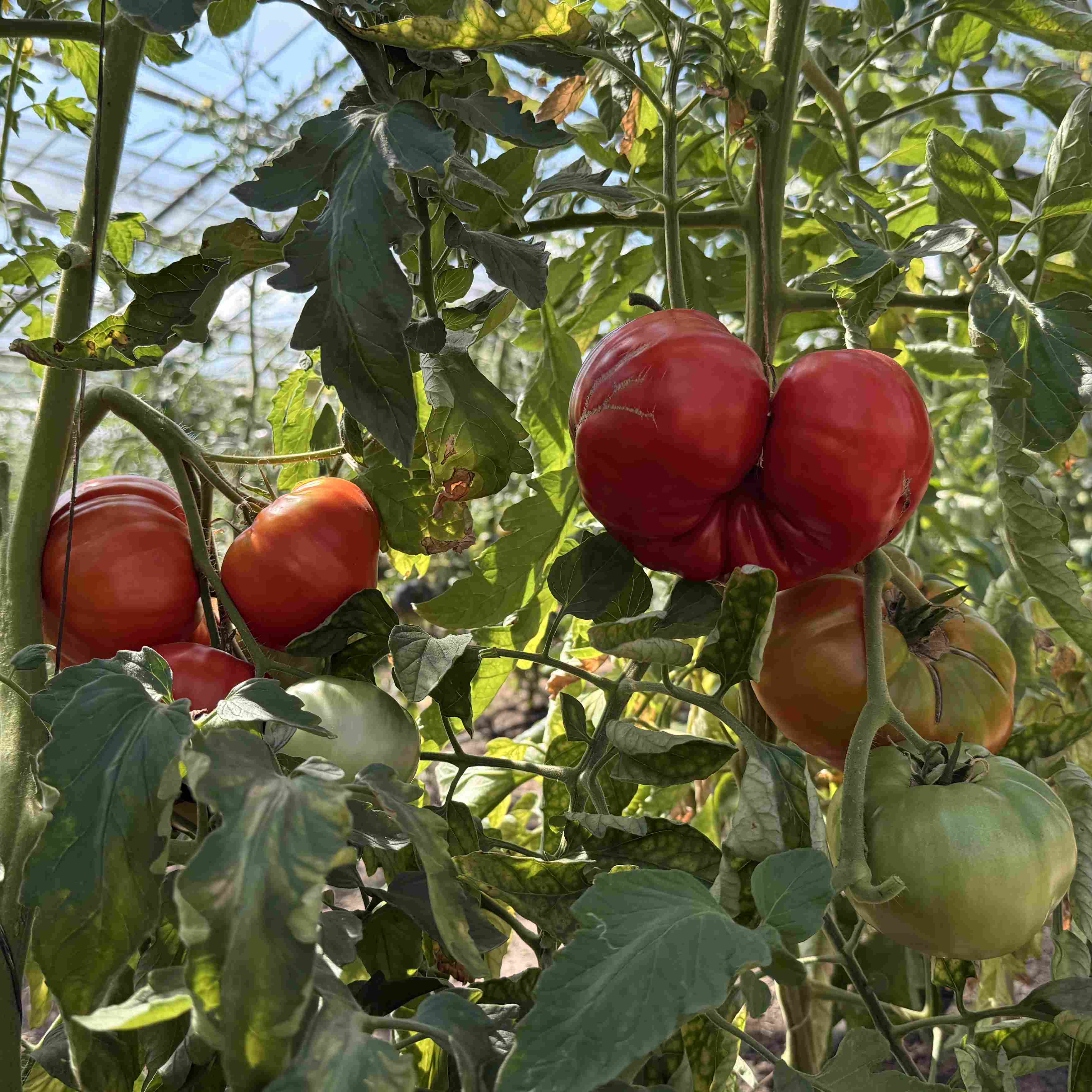 Tomatensaatgut Grosse Dewa