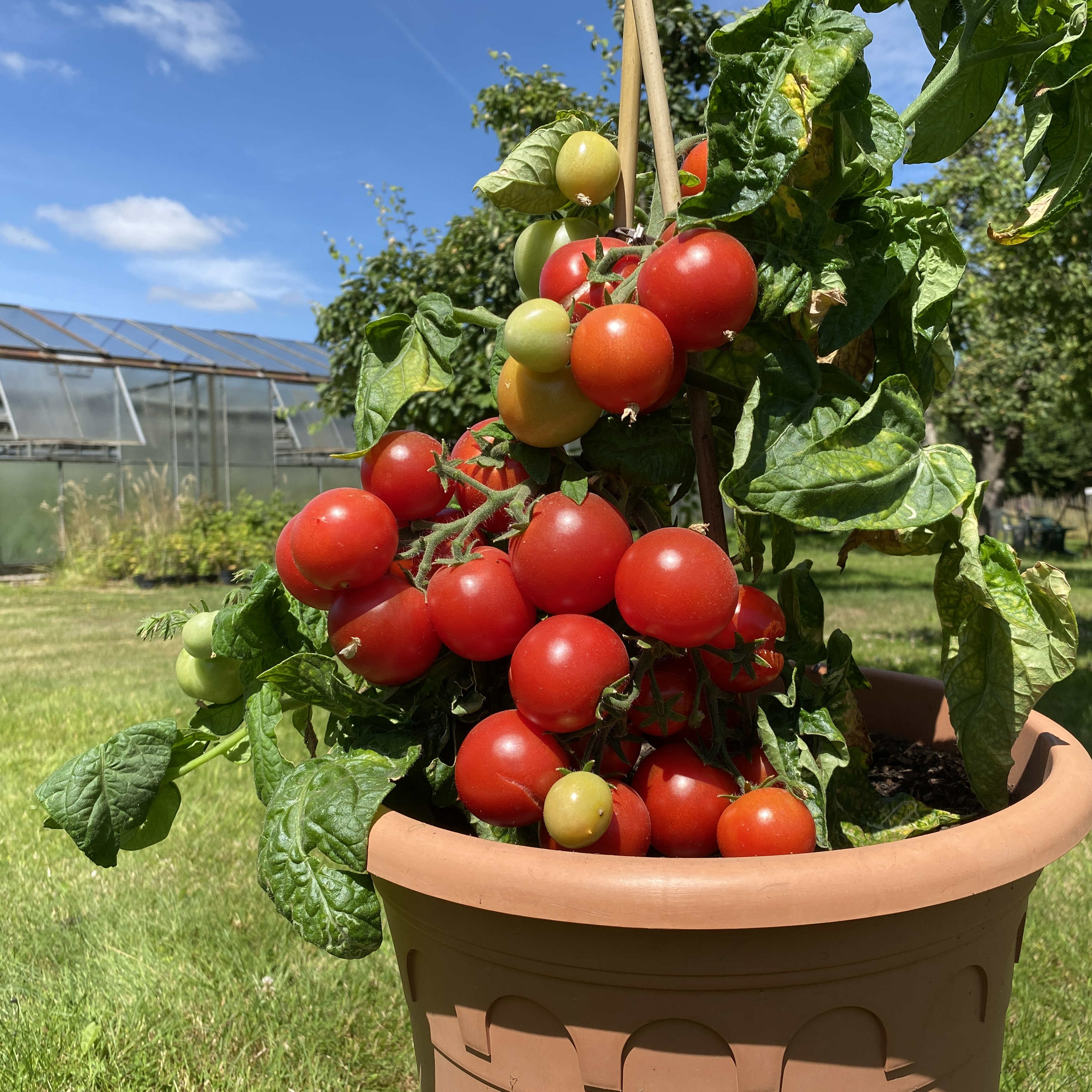 Tomatensaatgut Balkonstar