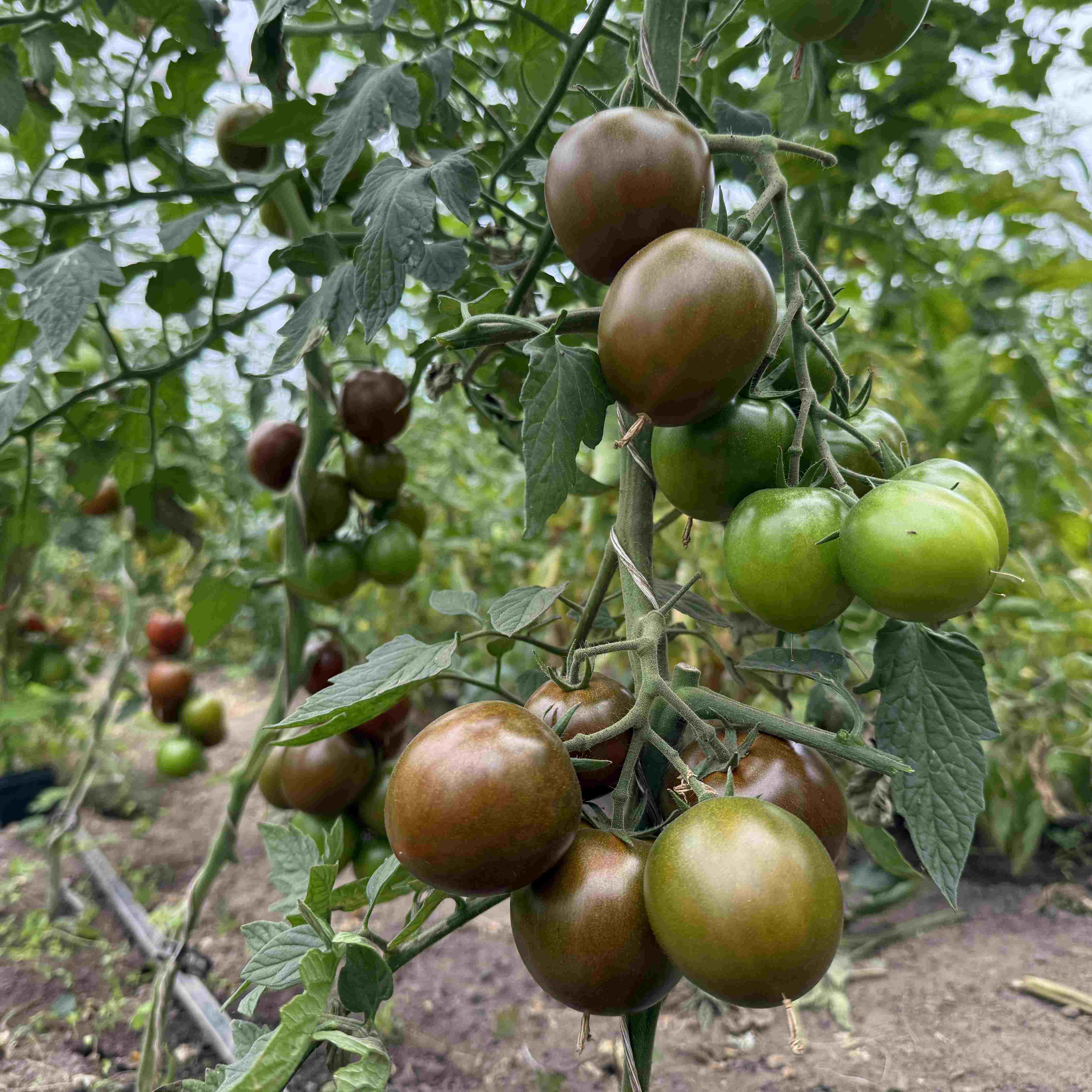 Tomatensaatgut Schwarze Ella