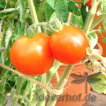 Prächtig Rote Bio Tomate