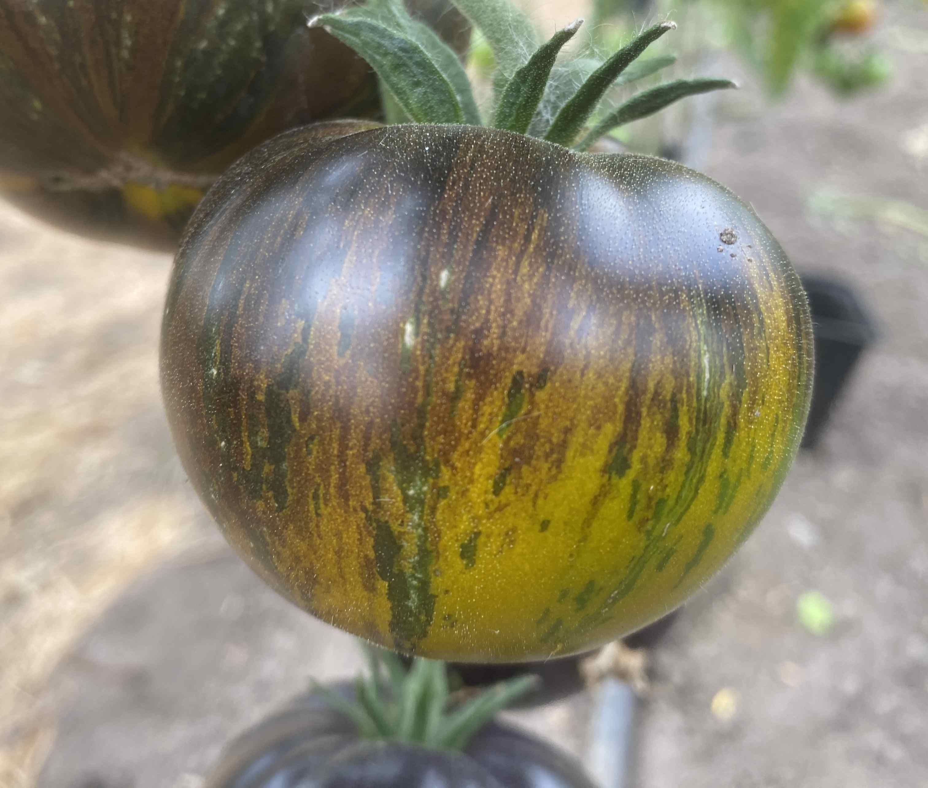 Tomatensaatgut Xanadu Green Goddess