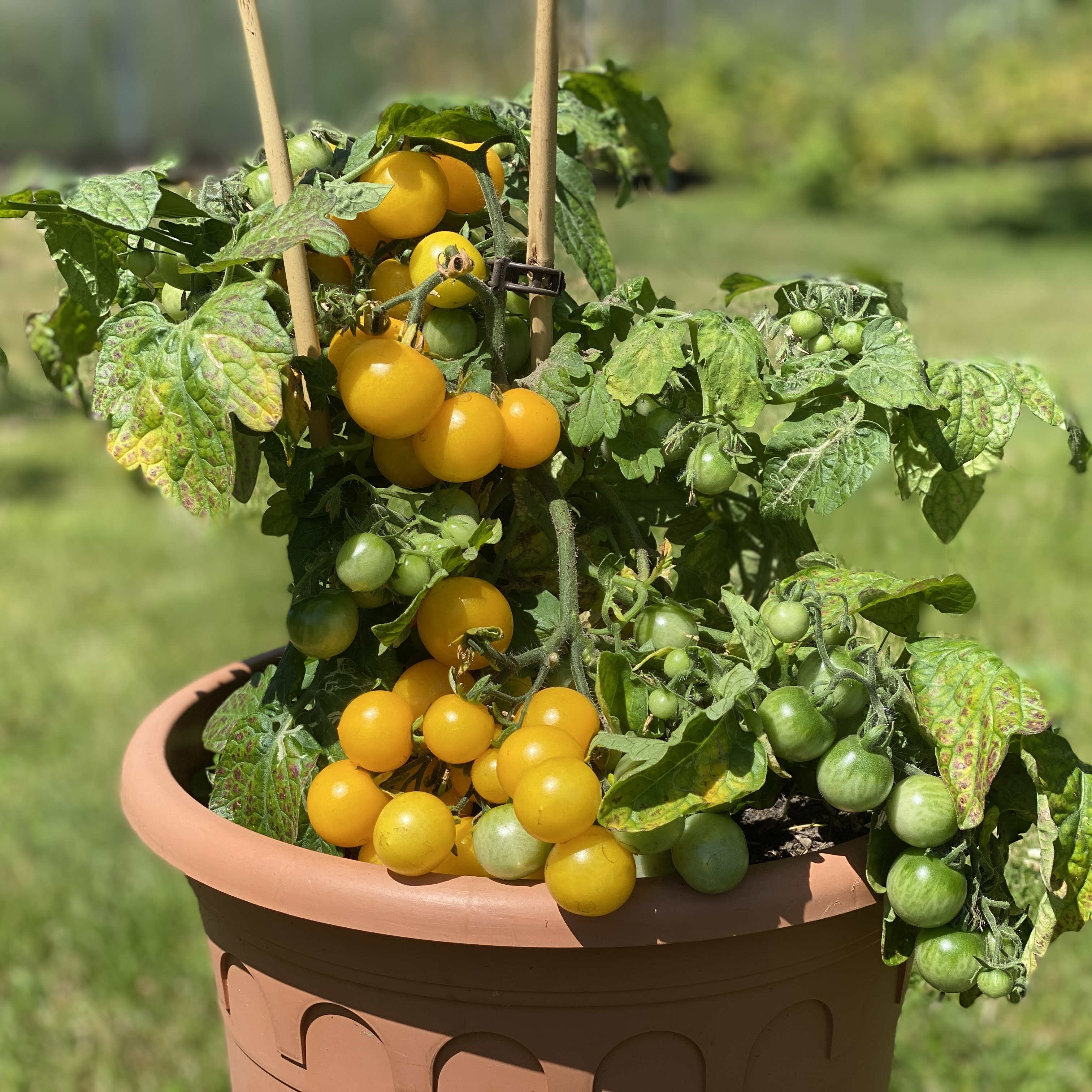 Tomatensaatgut Hahms gelbe Topftomate
