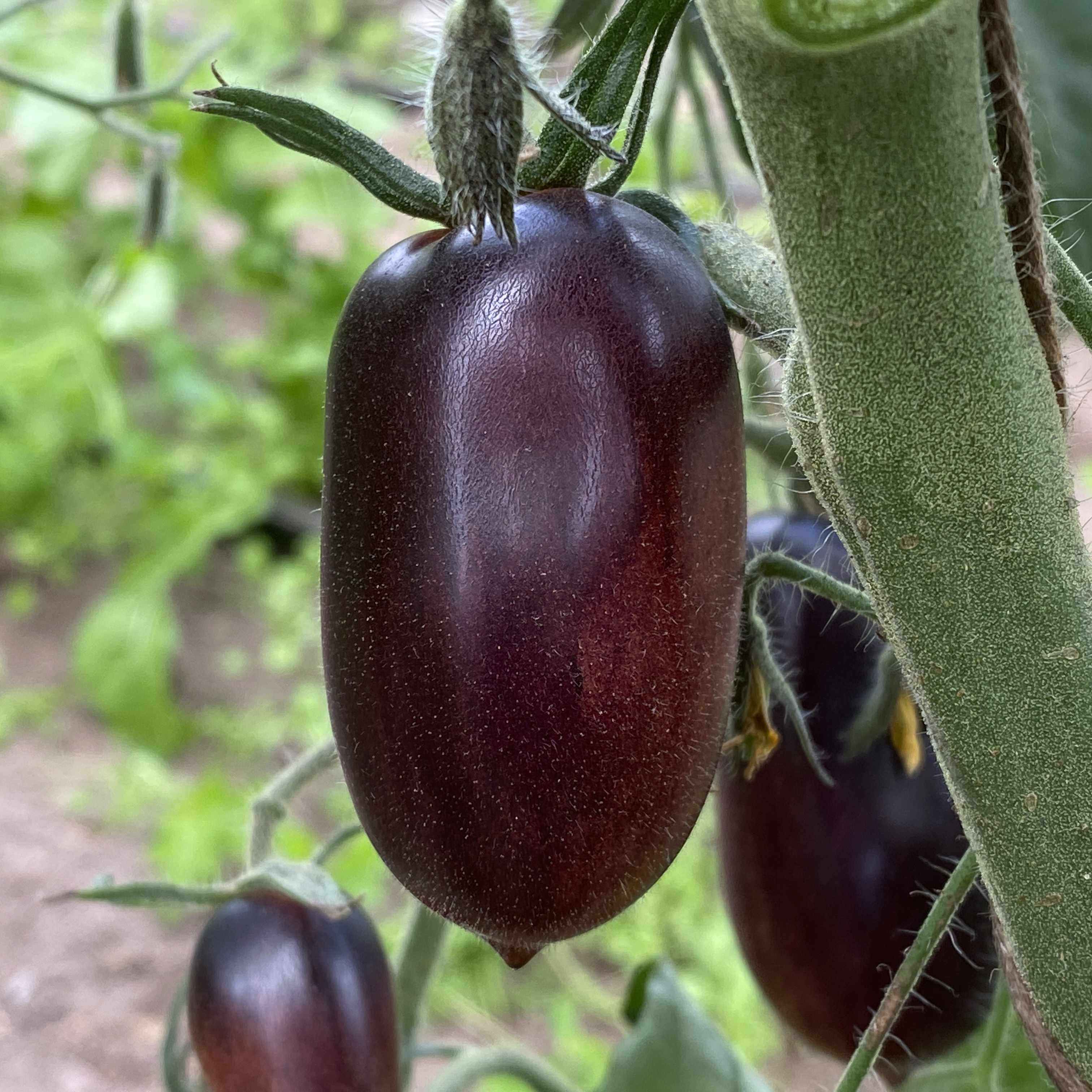 Tomatensaatgut Blue Kumquat
