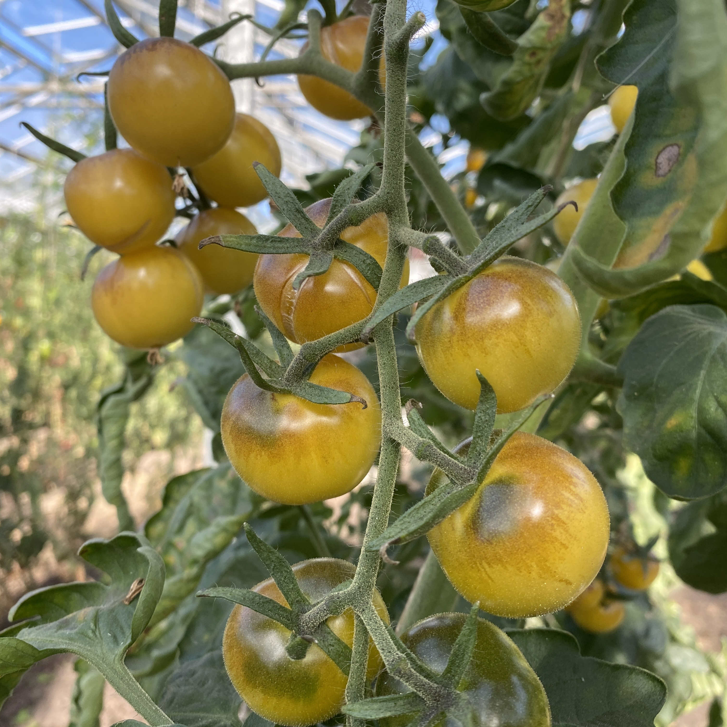 Tomatensaatgut Amethyst Cream Cherry XL