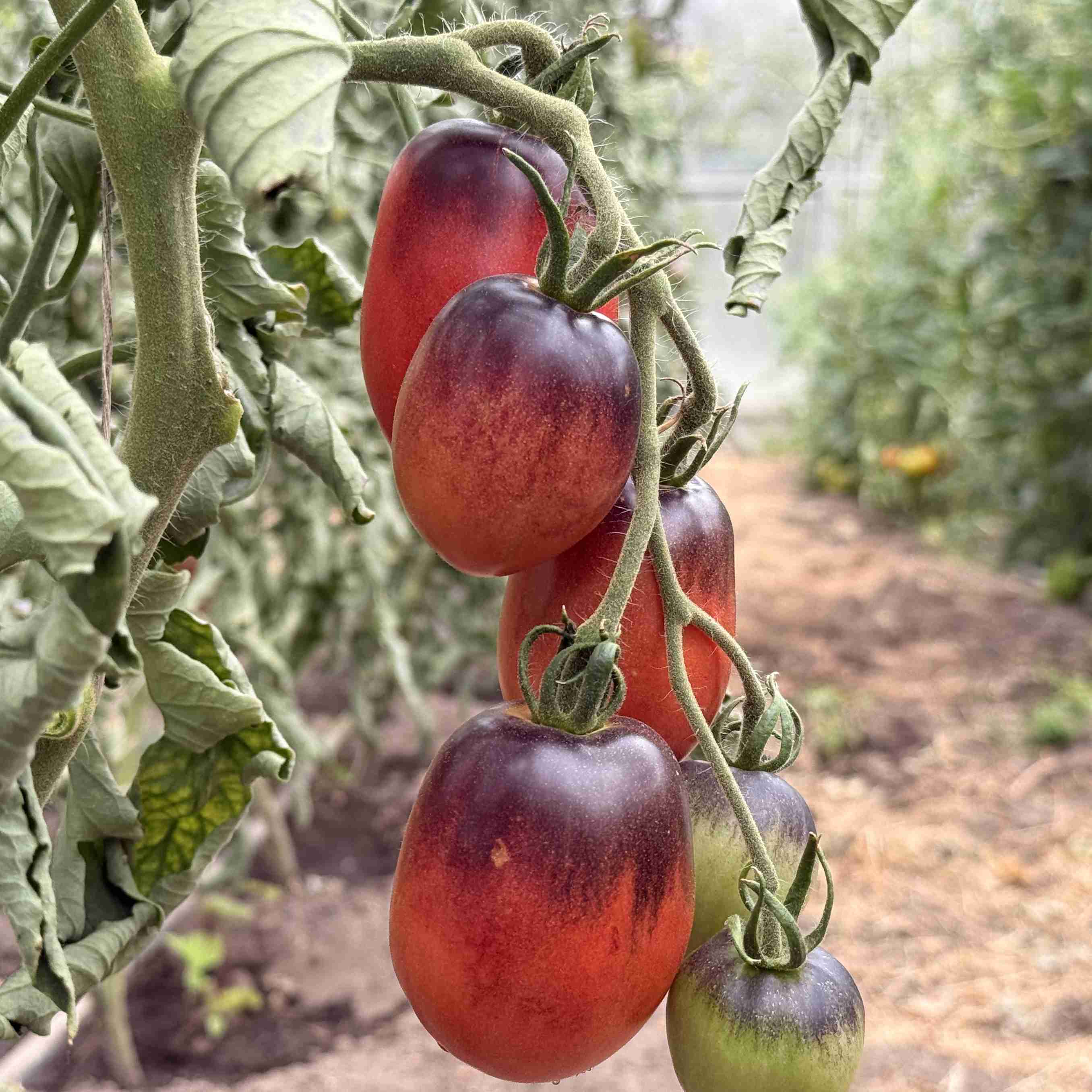 Tomatensaatgut Pascal de Picardie