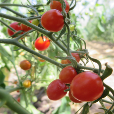 Rote Cherry tomatenpflanzen