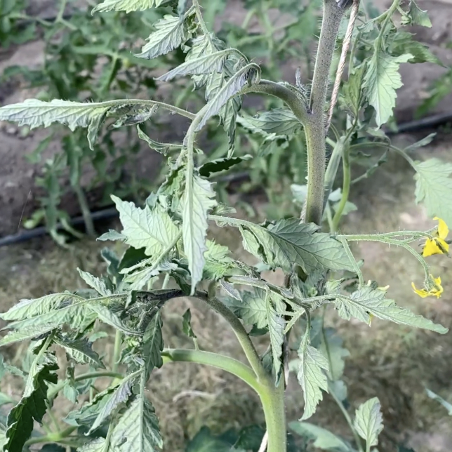 Tomatensaatgut Märchenmonster