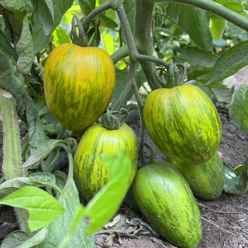 Wunderschöne Grün gestreifte Bio Tomatenvielfalt