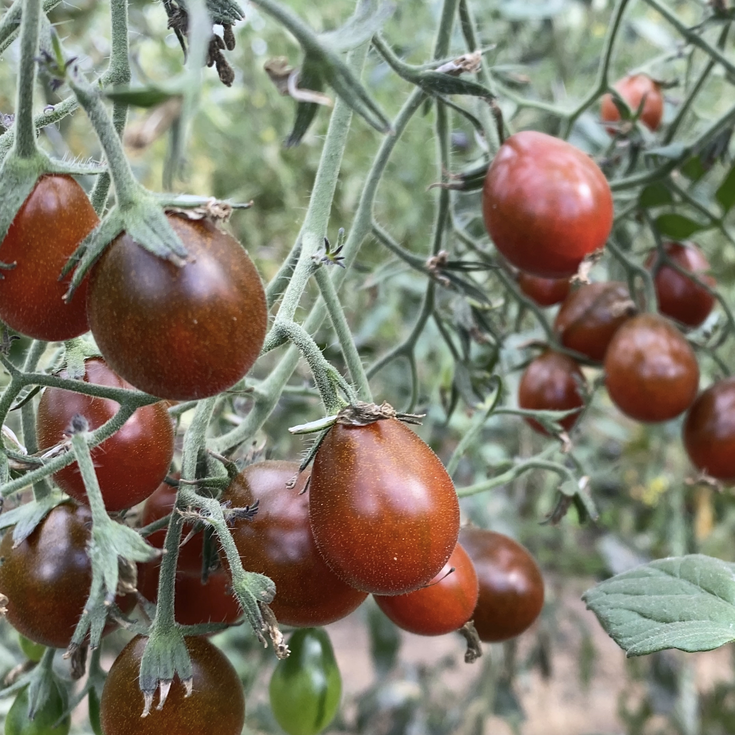 Tomatensaatgut Märchengranat