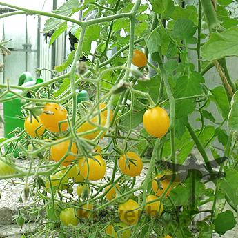 Tomatensaatgut Argentinische Wildtomate