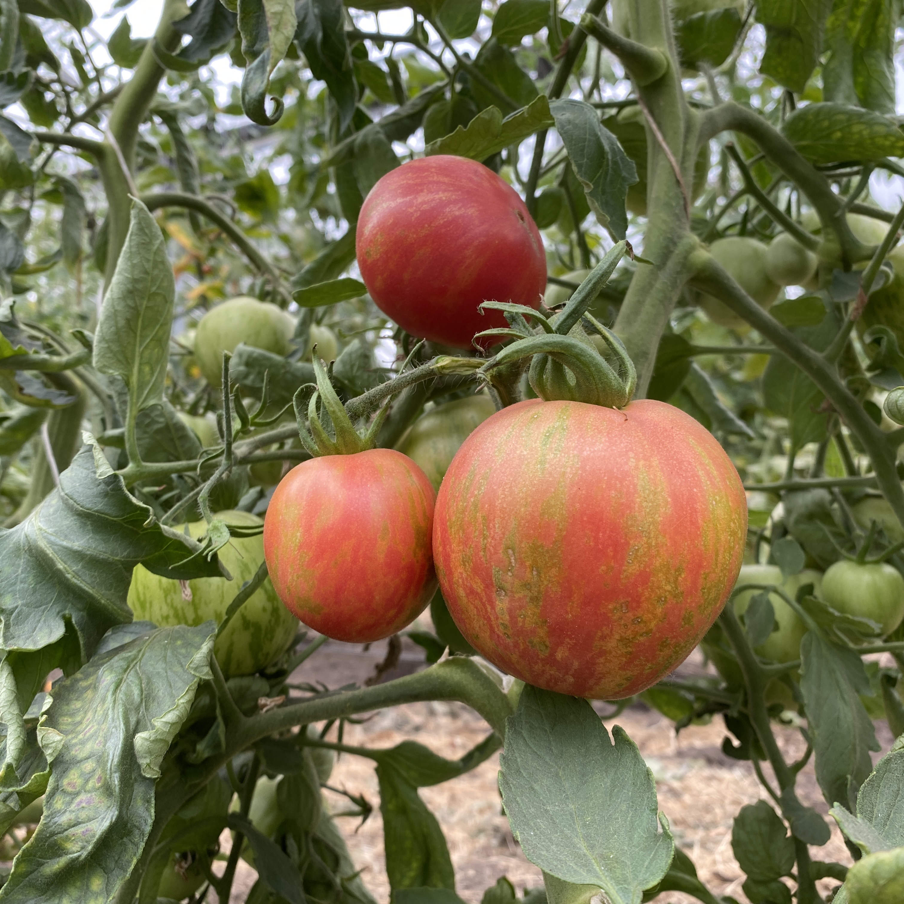 Tomatensaatgut Pink Fury Boar