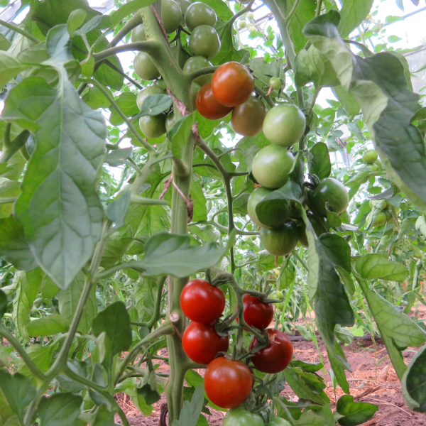 Rote Tomatenfrucht mit echtem Geschmack 
