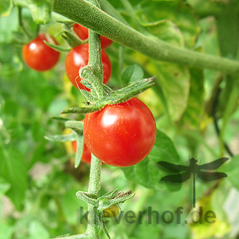 Kleiner Roter Cherry Tomatenstrauch