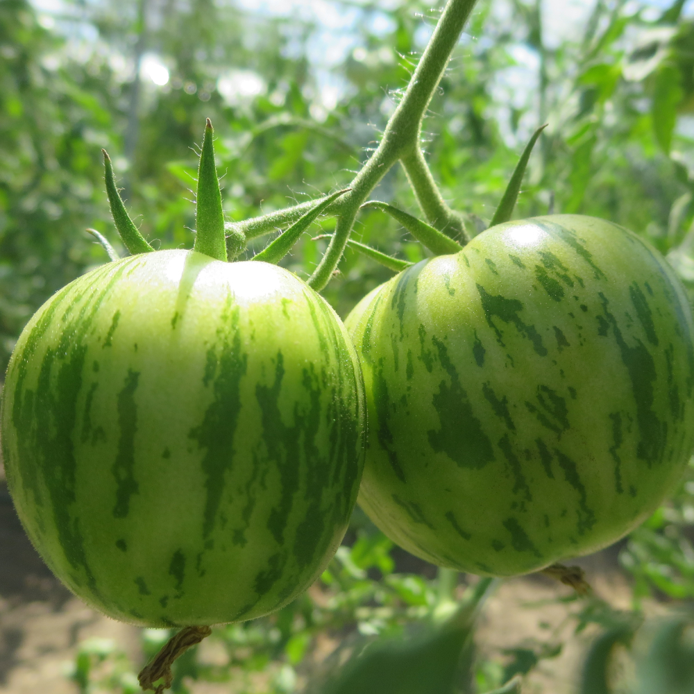 Grüngestreifte Tomatenfrucht