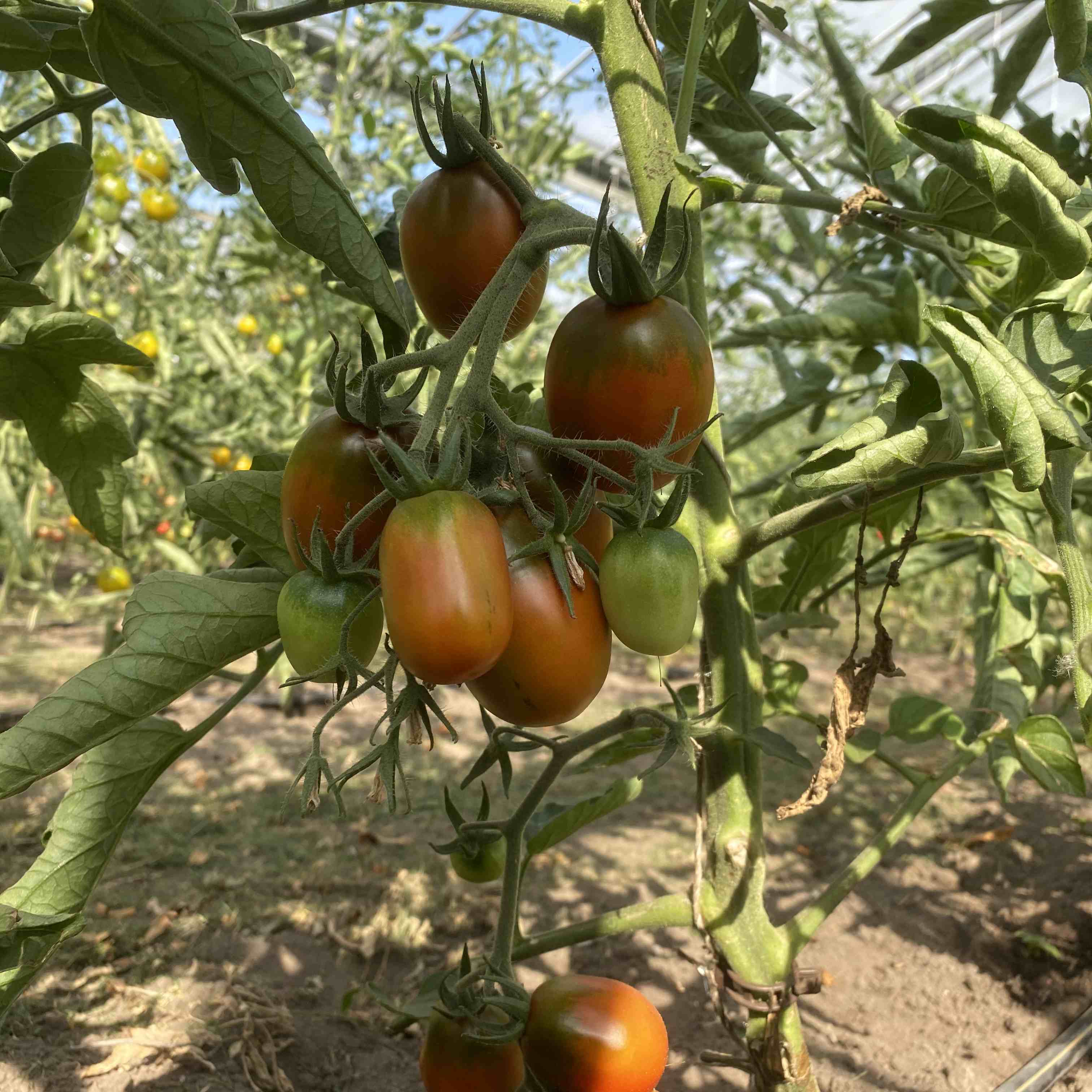 Tomatensaatgut Koritschnevaja Sliva