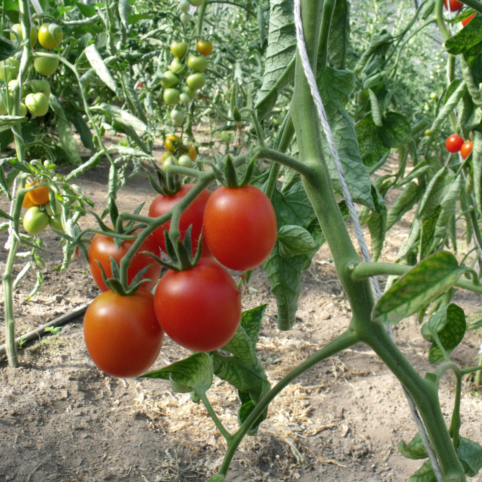 Tomatensaatgut Extra Early