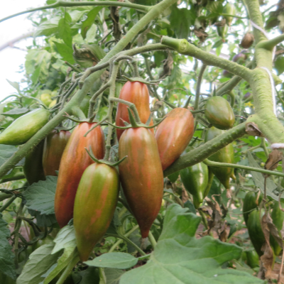 Braune Tomatenfurcht mit gürnen Streifen