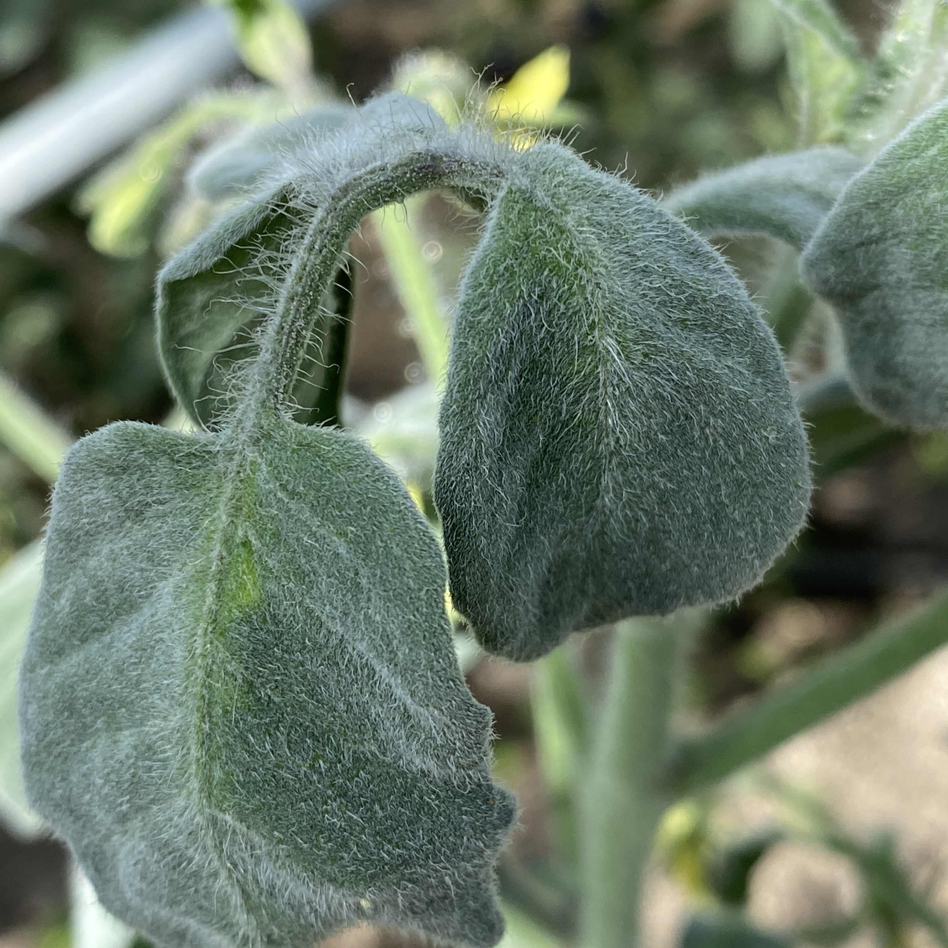 Tomatensaatgut Woolly Green Zebra