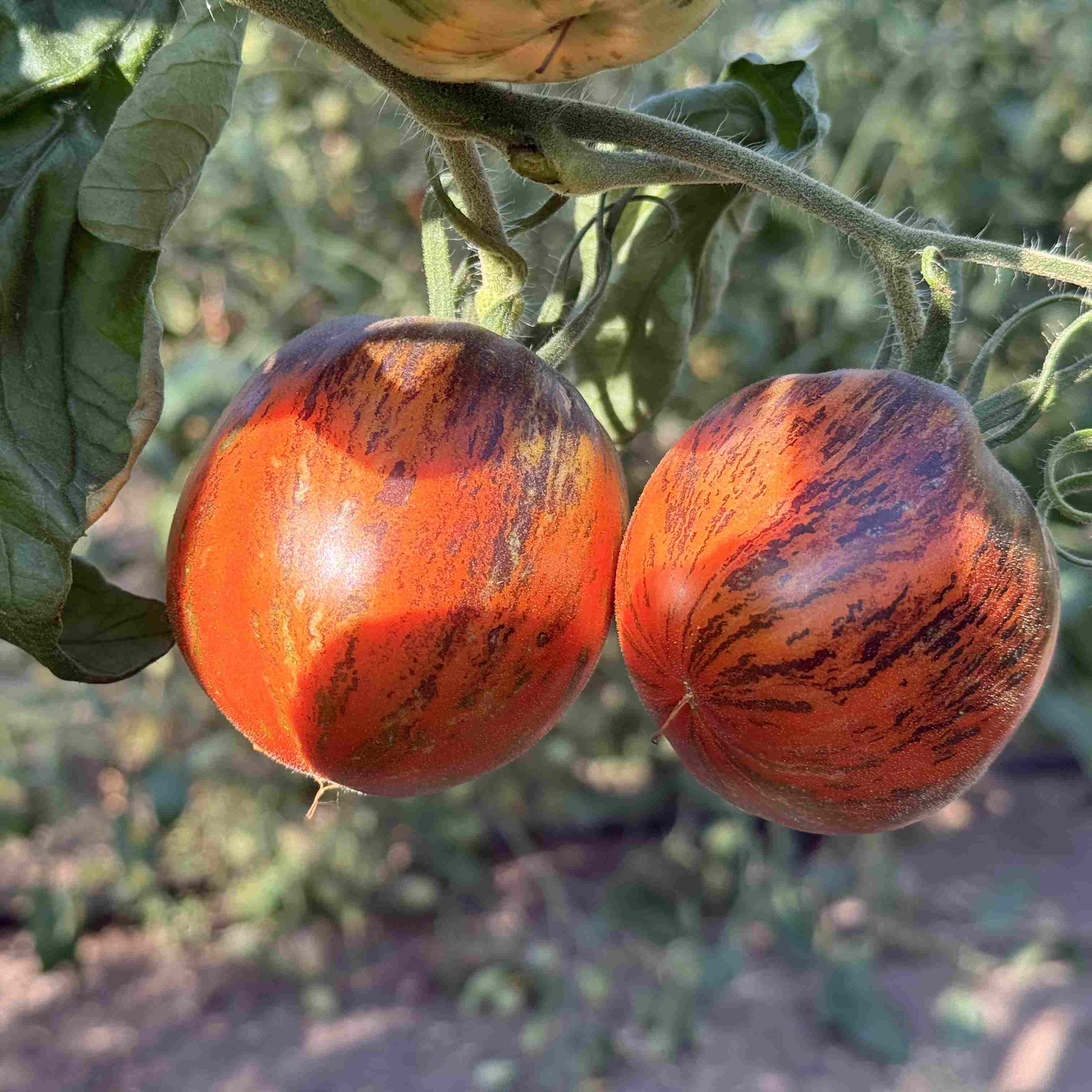 Tomatensaatgut E-Swamp