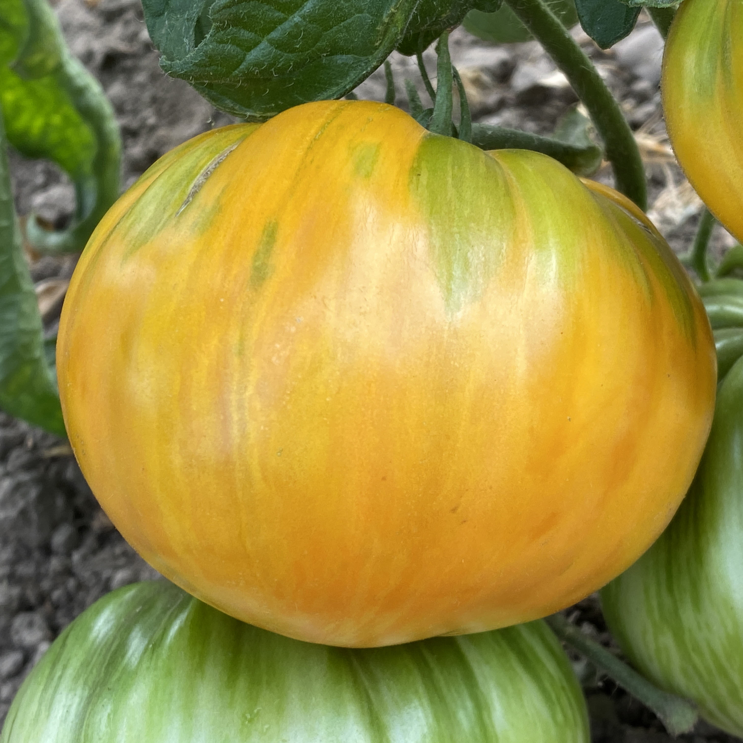 Tomatensaatgut Orange Jazz