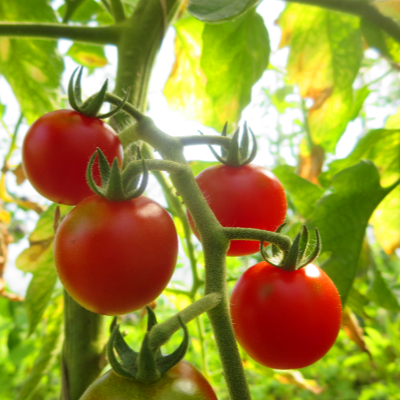 Rote cherry Demter Tomate