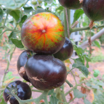 ROoe und Blaue Tomatenrarität mit Grünen und Orangen Streifen