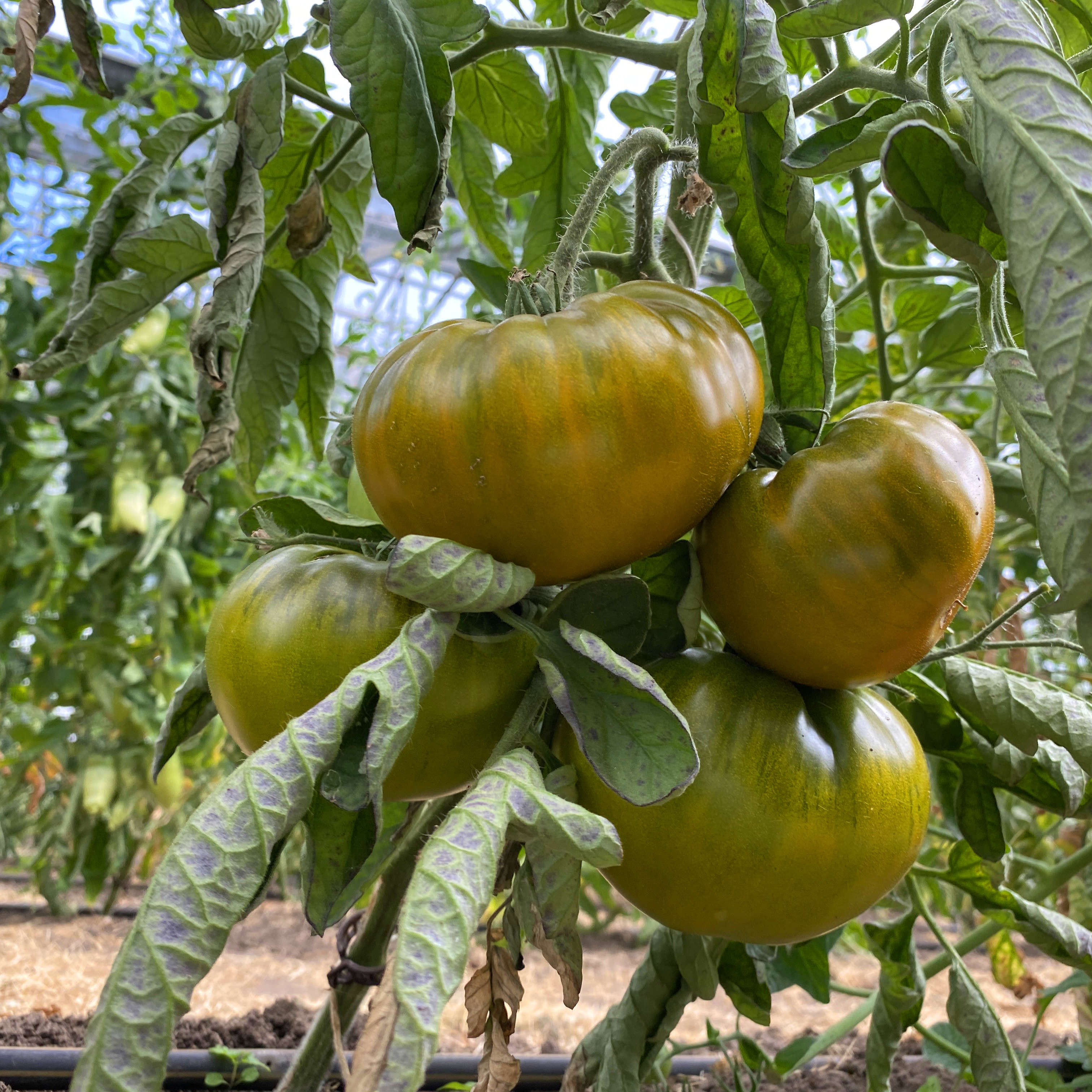 Tomatensaatgut Grüne von der Moldau