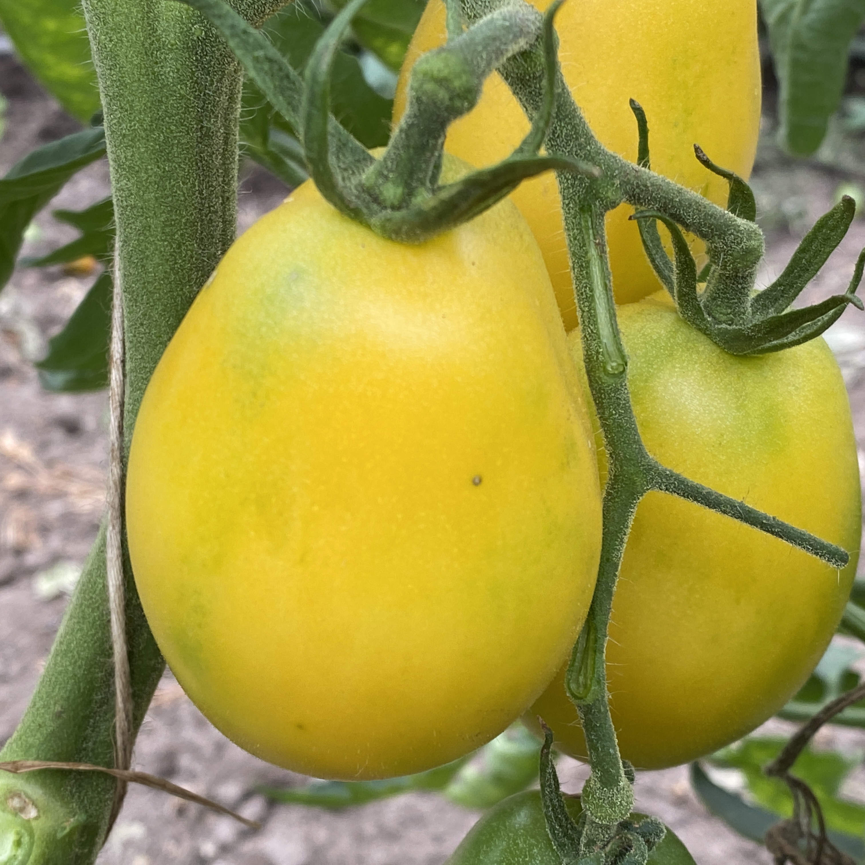 Tomatensaatgut Ivory Egg