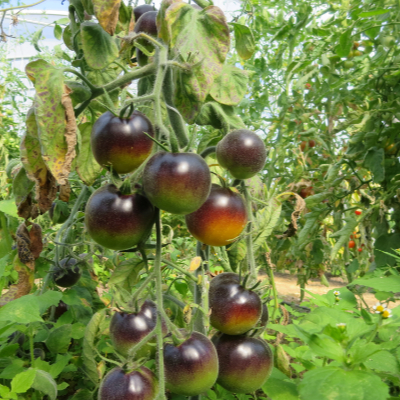 Blau und Gelbe Tomatensorte