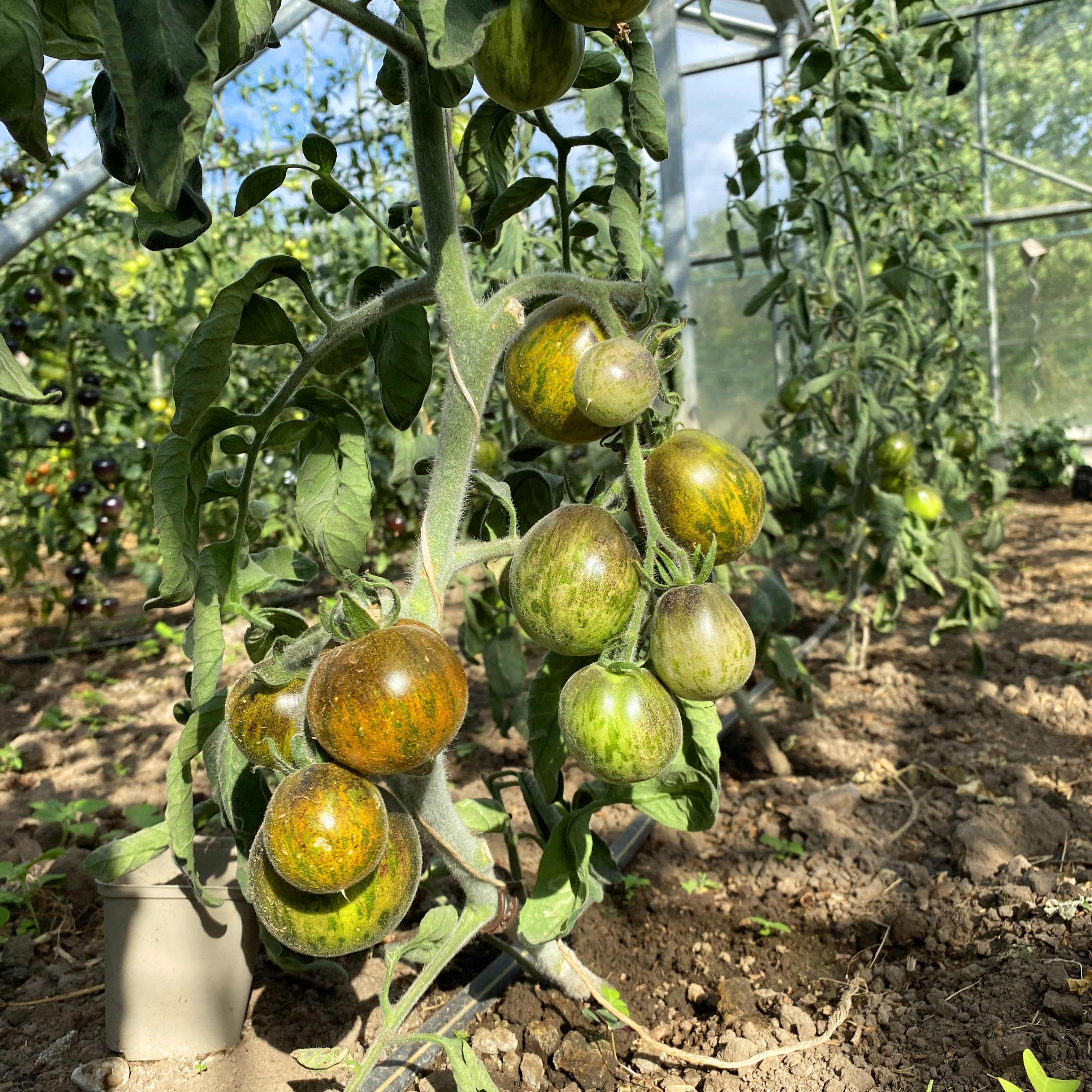 Tomatensaatgut Woolly Green Zebra