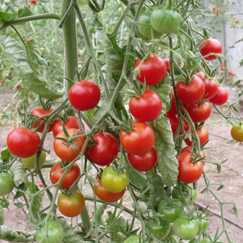 Rote Cherry Tomaten an einer Rispe